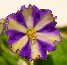 African Violet Fertilizer