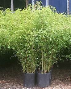 Bamboo Fertilizer