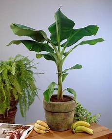 Banana Plant Fertilizer