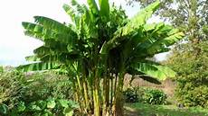 Banana Tree Fertilizer