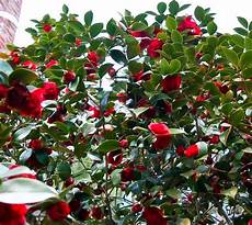 Camellia Fertilizer