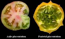 Fertilisation In Plants