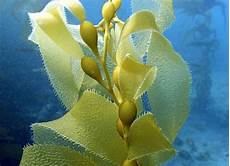 Kelp Meal Fertilizer