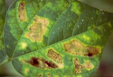 Leaf Fertilizers