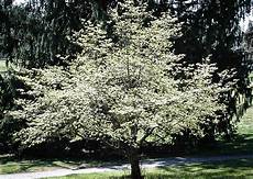 Magnolia Fertilizer
