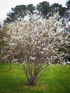 Magnolia Tree Fertilizer