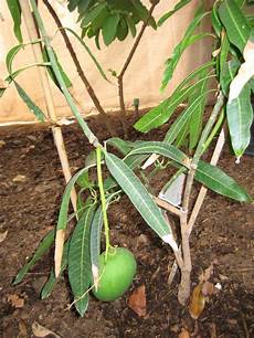 Mango Fertilizer