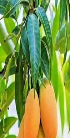 Mango Fertilizer