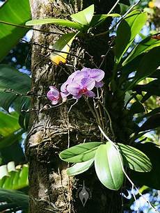Orchid Fertilizer
