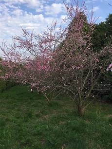 Peach Tree Fertilizer