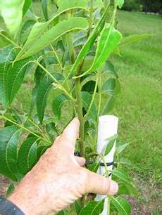 Pecan Tree Fertilizer