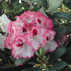 Rhododendron Fertilizer