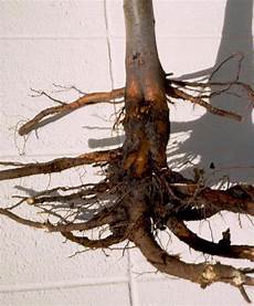 Root Feeder