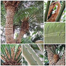 Sago Palm Fertilizer