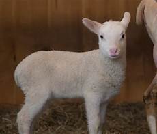 Sheep And Goat Fertilizer