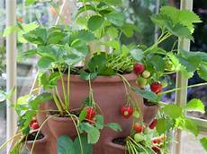 Strawberry Fertilizer