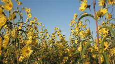 Sunflower Fertilizer