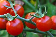 Tomato Fertilizer