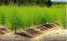 Acidic Fertilizer