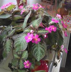 African Violet Fertilizer