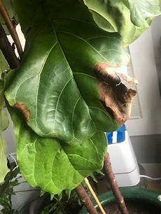 African Violet Fertilizer