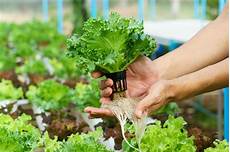 Agriculture Fertilizer