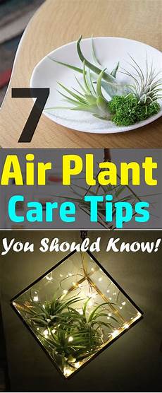 Air Plant Fertilizer