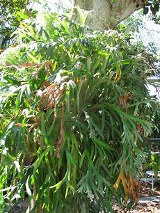 Air Plant Fertilizer