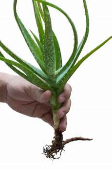 Aloe Vera Fertilizer