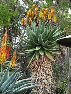Aloe Vera Fertilizer