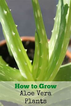 Aloe Vera Fertilizer