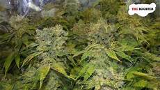 Amino Acid Based Organic Fertilizer