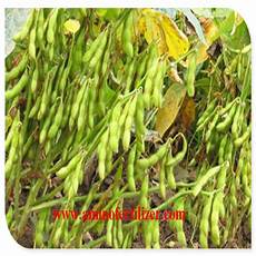 Amino Acid Fertilizer