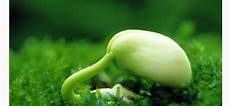 Amino Acid Fertilizers