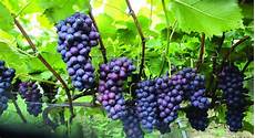 Amino Acid Fertilizers