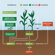 Ammonia Nitrate Fertilizer