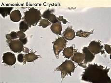 Ammonium Phosphate