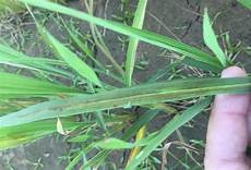 Ams Fertilizer