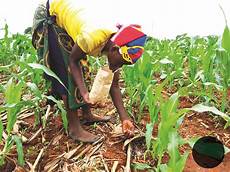 Applying Fertilizer