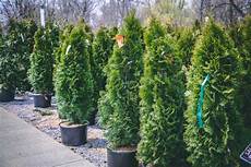 Arborvitae Fertilizer