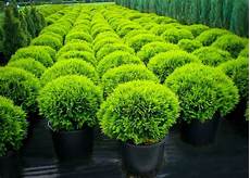 Arborvitae Fertilizer