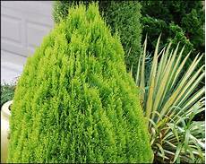 Arborvitae Fertilizer