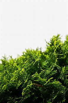 Arborvitae Fertilizer