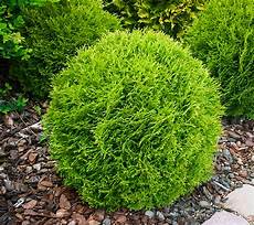 Arborvitae Fertilizer