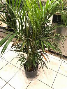 Areca Palm Fertilizer