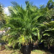 Areca Palm Fertilizer