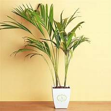 Areca Palm Fertilizer