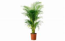 Areca Palm Fertilizer