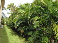 Areca Palm Fertilizer
