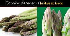 Asparagus Fertilizer